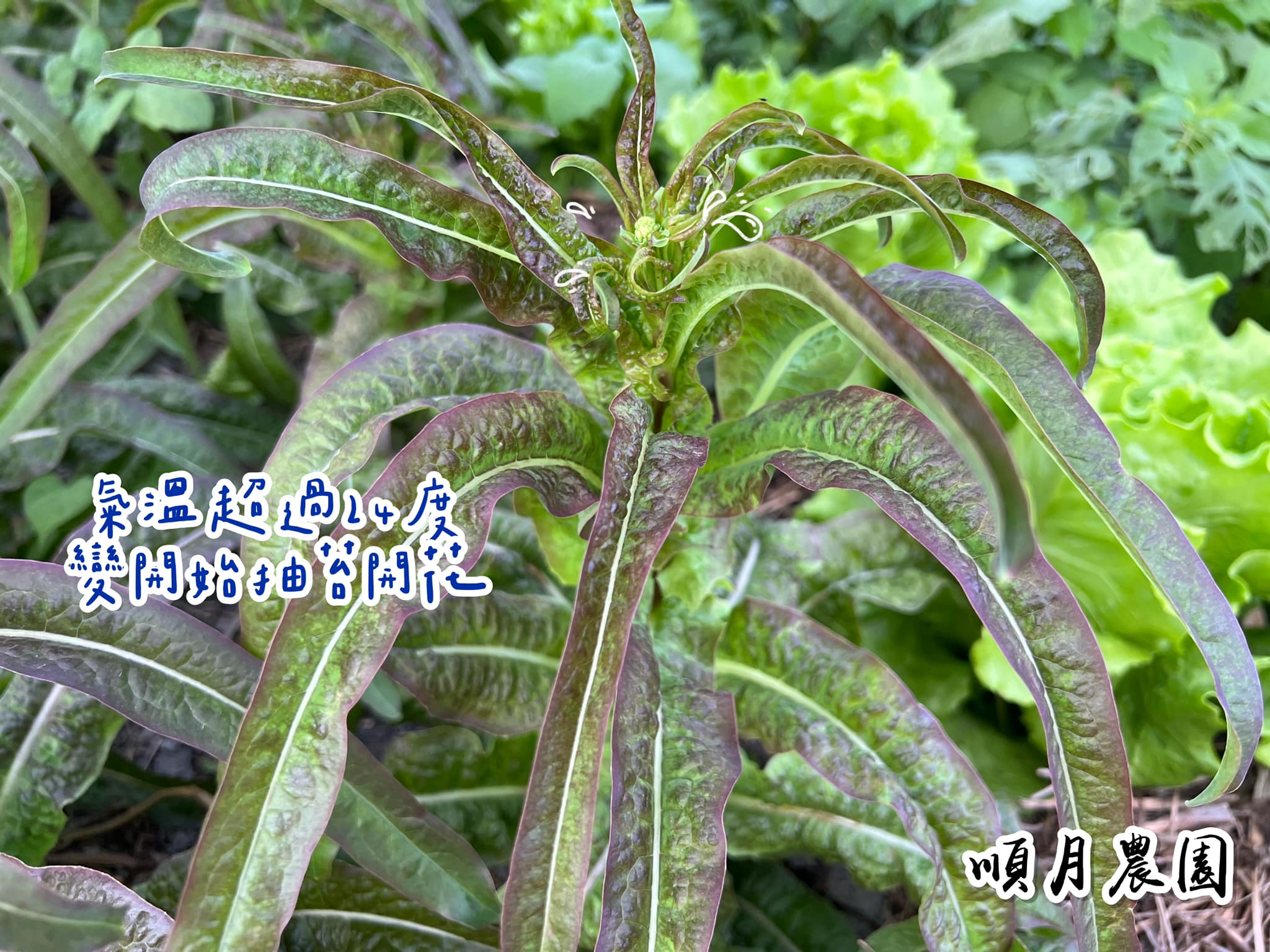 美食摄影 ｜ 成都兔头冷吃兔拍摄|摄影|美食摄影|小灯泡视觉_原创作品-站酷ZCOOL